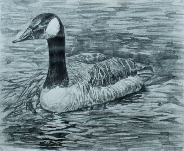 Duck study.